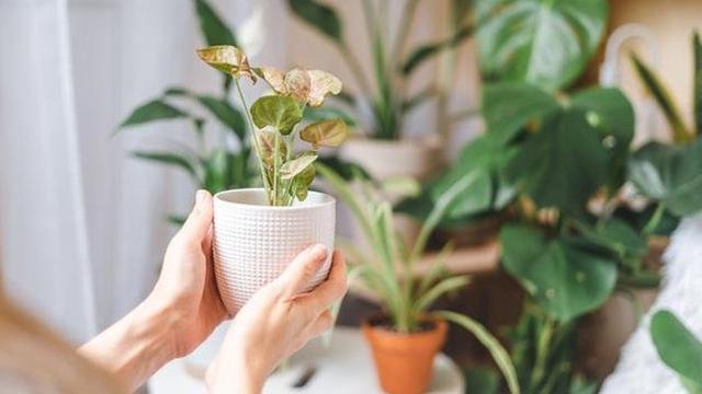 5 Tanaman yang Membuat Udara di Rumah Jadi Lebih Segar