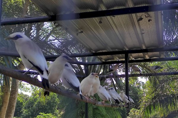 Dukung Kementan, Zaenal Tayeb Kembangkan Ekosistem Habitat Flora dan Fauna