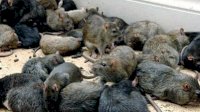 Diserang Wabah Tikus, Australia Mengalami Kekacauan