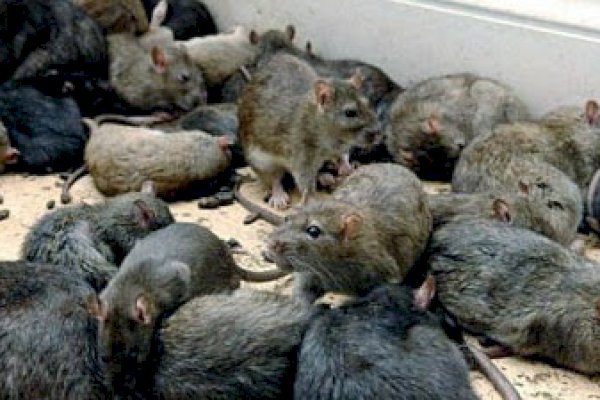 Diserang Wabah Tikus, Australia Mengalami Kekacauan