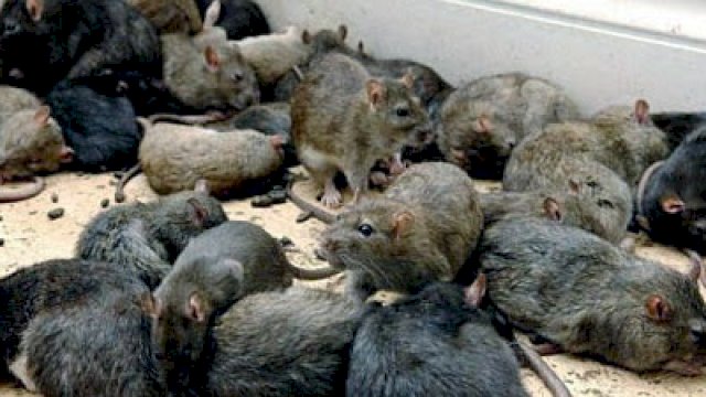 Diserang Wabah Tikus, Australia Mengalami Kekacauan