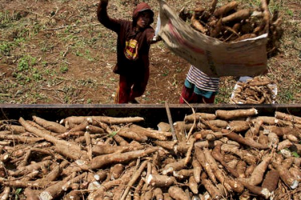 Komite II DPD RI Dukung Kementan Substitusi Tepung Terigu dengan Ubi Kayu