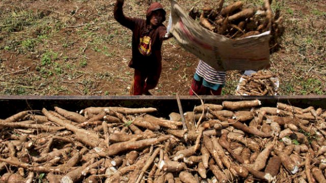 Komite II DPD RI Dukung Kementan Substitusi Tepung Terigu dengan Ubi Kayu