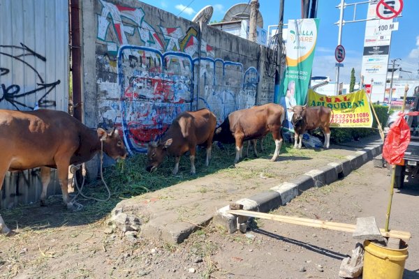 Minat Warga Berkurban Turun, Pedagang Hewan di Makassar Mengeluh