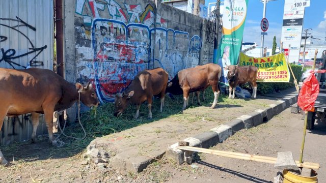 Minat Warga Berkurban Turun, Pedagang Hewan di Makassar Mengeluh