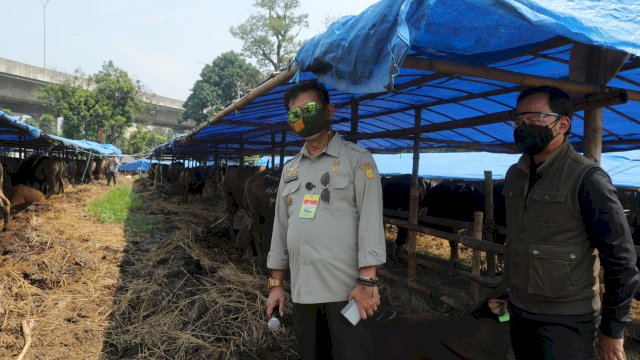 Saat Mentan SYL Bersama Walikota Bogor Pantau Ketersediaan Hewan Kurban