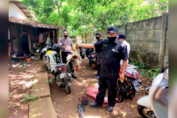 Judi Sabung Ayam Digerebek Polisi di Makassar, Pelaku Kocar-Kacir Mirip Ikut Lomba Lari Maraton