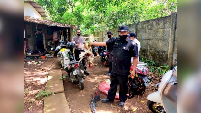 Judi Sabung Ayam Digerebek Polisi di Makassar, Pelaku Kocar-Kacir Mirip Ikut Lomba Lari Maraton