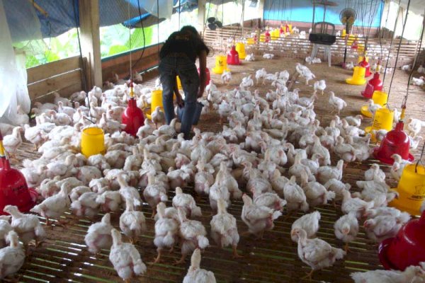 Berbagai Kalangan Sayangkan Gugatan Peternak Pada Pemerintah