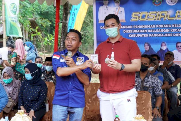Sekretaris NasDem Syaharuddin Bareng Bupati Pangkep Yusran Sosialisasi Budidaya Tanaman Porang