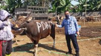 Perumda Air Minum Makassar Serahkan Sapi Kurban ke Pemkot, Dibagikan ke Warga yang Membutuhkan