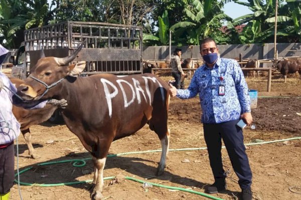 Perumda Air Minum Makassar Serahkan Sapi Kurban ke Pemkot, Dibagikan ke Warga yang Membutuhkan