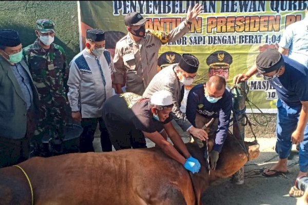 Sapi Kurban Sumbangan Jokowi Disembelih, Wali Kota Palopo: Semoga Presiden Selalu Diberikan Kesehatan