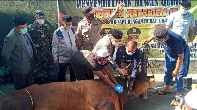 Sapi Kurban Sumbangan Jokowi Disembelih, Wali Kota Palopo: Semoga Presiden Selalu Diberikan Kesehatan