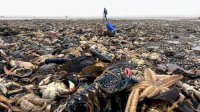 Ratusan Binatang Mati Terdampar di Pantai Sri Langka