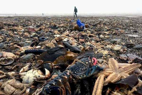 Ratusan Binatang Mati Terdampar di Pantai Sri Langka