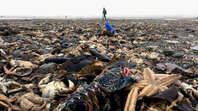 Ratusan Binatang Mati Terdampar di Pantai Sri Langka