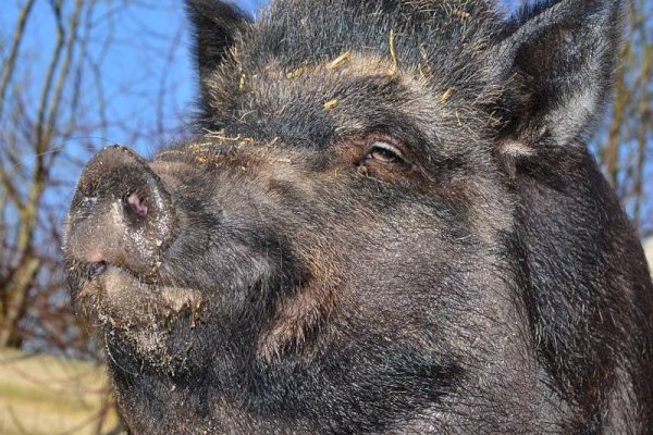 Akibat Pecah Ban, Babi Berkeliaran di Tol Layang