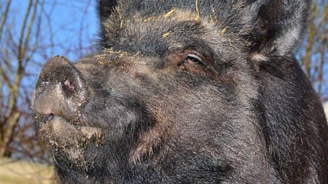 Akibat Pecah Ban, Babi Berkeliaran di Tol Layang