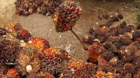 Meski Pandemi, Aktivitas Perekonomian Sentra Kelapa Sawit Terus Berjalan Tanpa Hambatan