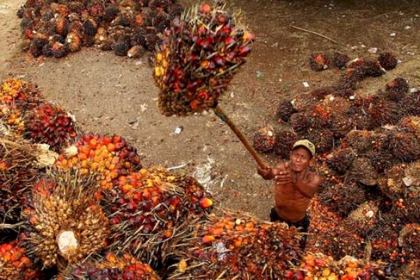Meski Pandemi, Aktivitas Perekonomian Sentra Kelapa Sawit Terus Berjalan Tanpa Hambatan