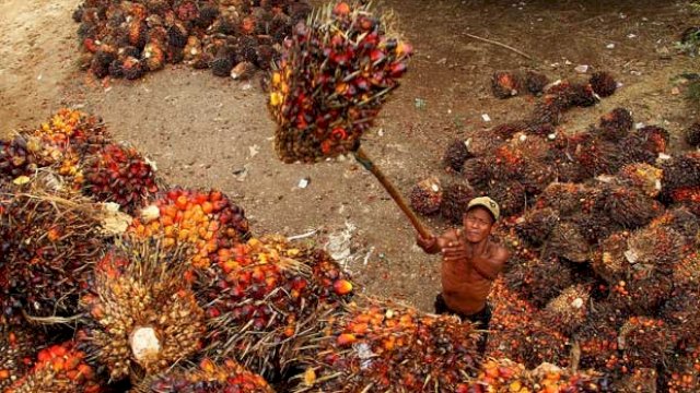 Meski Pandemi, Aktivitas Perekonomian Sentra Kelapa Sawit Terus Berjalan Tanpa Hambatan