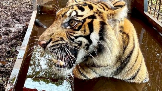 Mengejutkan, 2 Harimau Sumatera di Ragunan Terpapar Covdi-19, Ini Penjelasanya