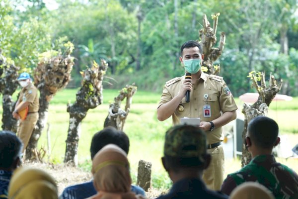 Bupati Pangkep MYL Panen Padi Jenis Varietas M70D