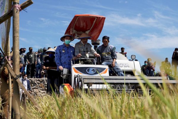 Mentan Syahrul Bersama Bupati Pangkep MYL Panen Padi dan Tanam Porang