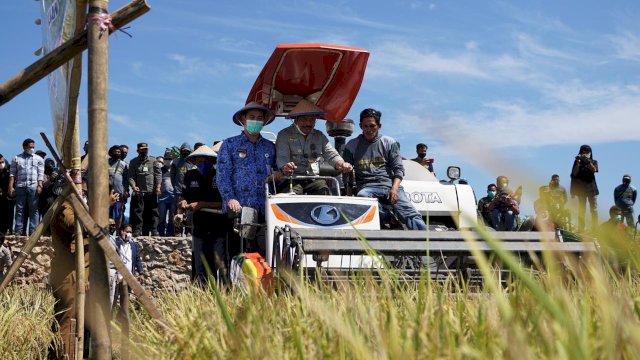 Mentan Syahrul Bersama Bupati Pangkep MYL Panen Padi dan Tanam Porang 