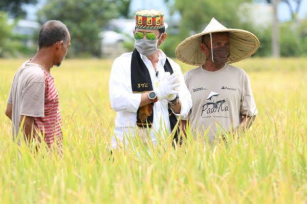 Kementan Sarankan Petani Jember Manfaatkan AUTP Antisipasi Gagal Panen