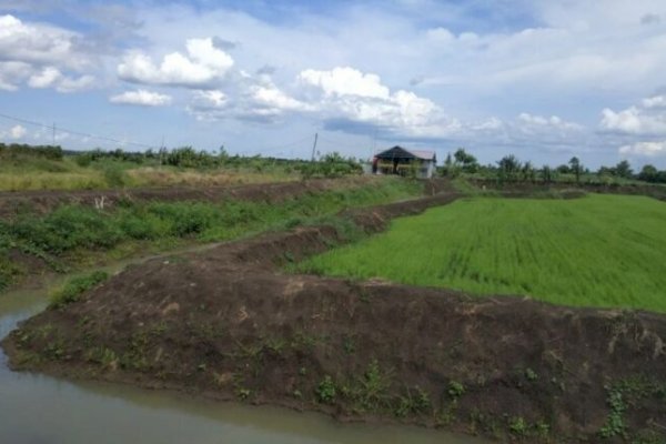 Optimasi Lahan Rawa Dorong Petani Semakin Produktif