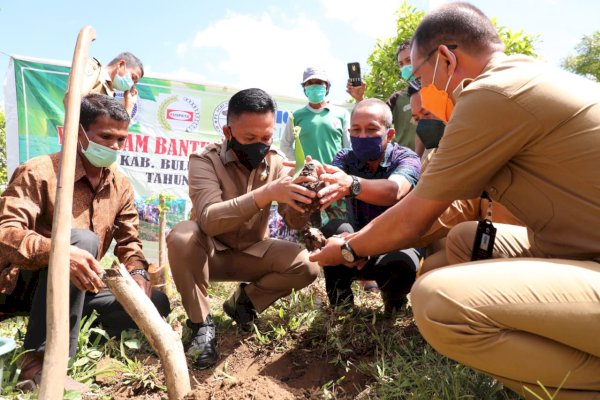 Pemkab Bantaeng Dorong Gantarangkeke Jadi Sentra Produksi Vanili