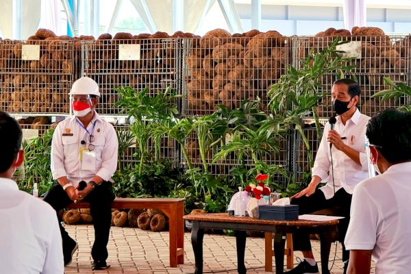 Presiden Jokowi Dorong Industri Porang Siap Ekspor Produk Olahan