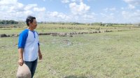 Asuransi Pertanian Lindungi Petani Desa Nipa-nipa dari Kerugian Akibat Kemarau 