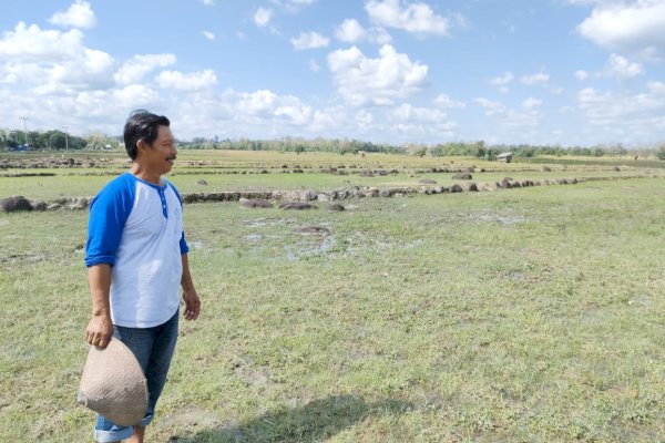 Asuransi Pertanian Lindungi Petani Desa Nipa-nipa dari Kerugian Akibat Kemarau 