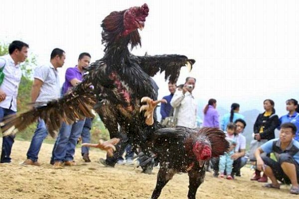 Asik Nyabung Ayam Saat PPKM, Warga Tak Berkutik Saat Digerebek Polisi