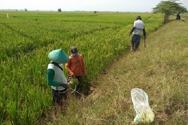 NTP Bulan April Menurun, Kementan: Momentum Menjaga Harga Ditingkat Petani