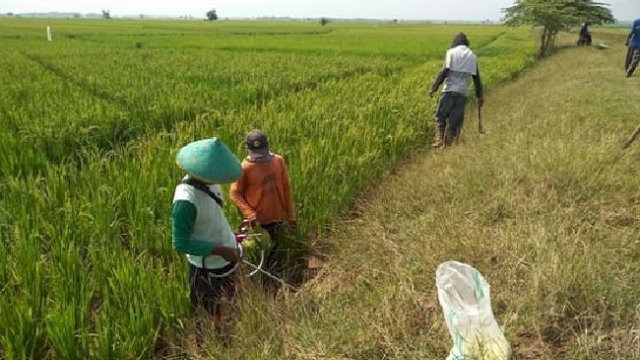 NTP Bulan April Menurun, Kementan: Momentum Menjaga Harga Ditingkat Petani