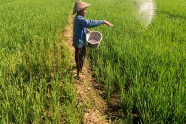 Kementan Ajak Petani Gunakan Pemupukan Berimbang