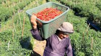 Puasa dan Lebaran, Kementan Pastikan Ketersediaan Bawang Merah dan Cabai Segar Aman