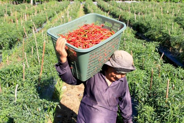 Produksi Melimpah, Pasar Nasional Wajib Serap Produksi Cabai Petani