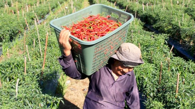 Puasa dan Lebaran, Kementan Pastikan Ketersediaan Bawang Merah dan Cabai Segar Aman