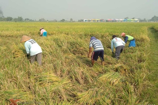 Waspada! Produksi Padi Turun pada Kuartal III-2021
