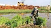 Catat! Begini Cara Mendaftar Asuransi Pertanian Agar Sawah Terlindungi Saat Bencana