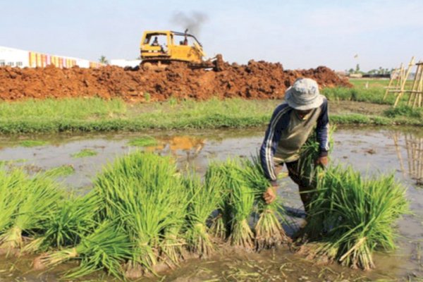 Catat! Begini Cara Mendaftar Asuransi Pertanian Agar Sawah Terlindungi Saat Bencana