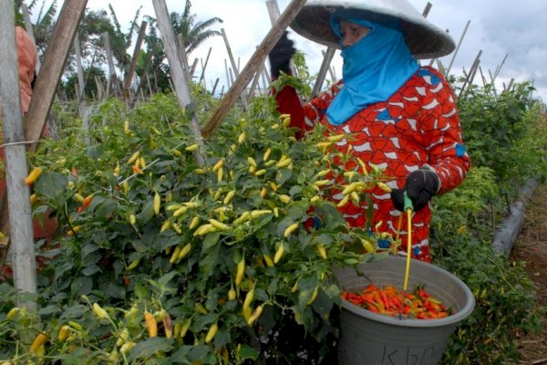 Bantu Petani, PMT Kementan Gelar Bela Beli Cabai