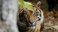 Terancam Punah, Tiga Ekor Harimau Sumatera Ditemukan Tewas di Dalam Hutan