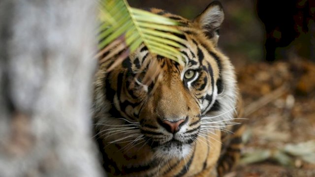 Terancam Punah, Tiga Ekor Harimau Sumatera Ditemukan Tewas di Dalam Hutan