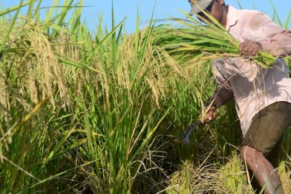 Bertani Itu Hebat, Menjadi Petani Itu Keren